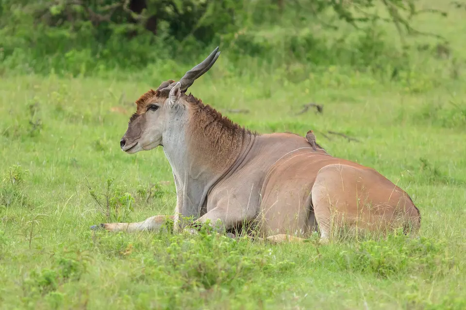 Jeune mâle d’éland commun (Taurotragus oryx) dans la réserve de Masai Mara, au Kenya, une grande antilope de savane