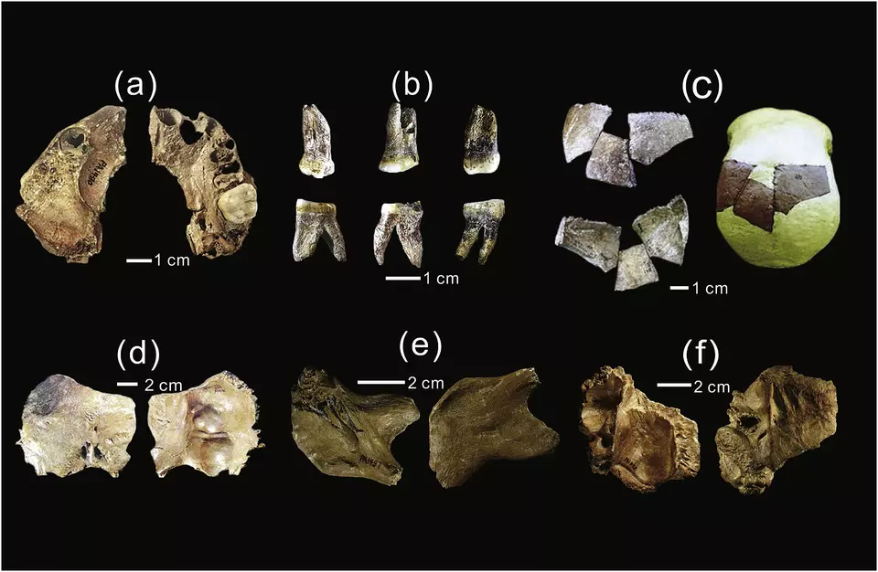 Restes d'homininés de Xujiayao, Shanxi, Chine : maxillaire, molaires, fragments pariétaux, occipital, mandibule et temporal