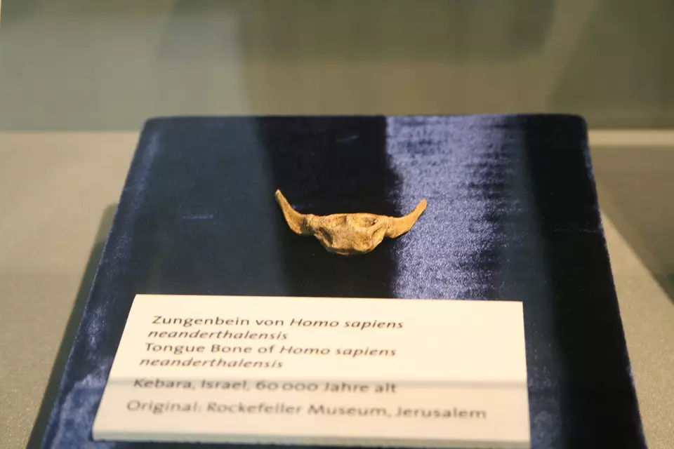 Musée de Néandertal à Mettmann, Allemagne, présentant des vestiges de Néandertaliens