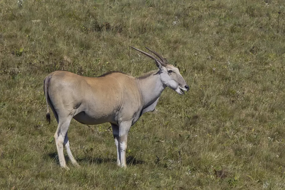 Eland común (Taurotragus oryx) en la reserva natural de Malolotja, Eswatini