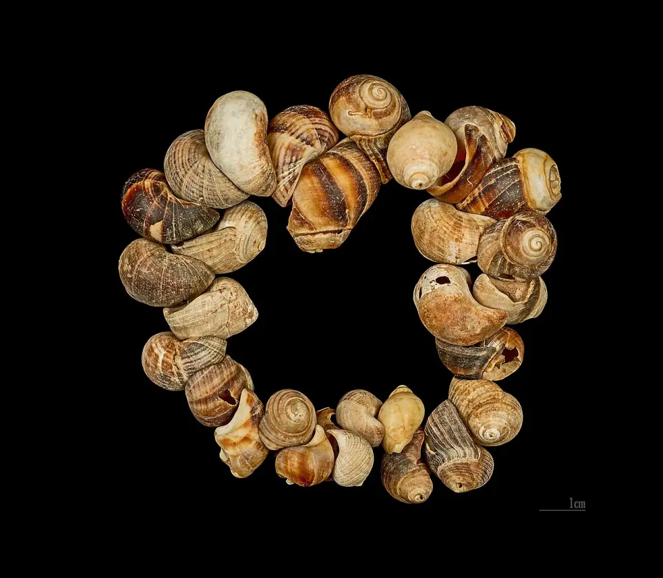 Parure de coquillages de Cro-Magnon, bigorneaux et pourpres, de l'ancienne collection de Louis Lartet