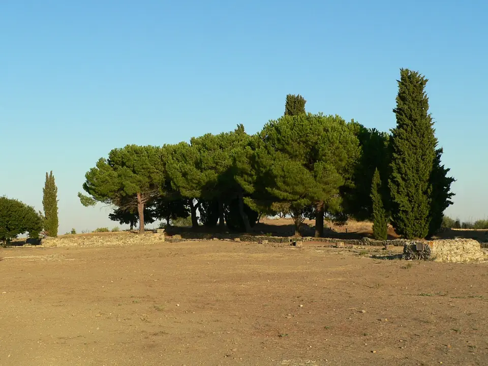 Pins et cyprès au bord de l'esplanade du forum d'Aléria