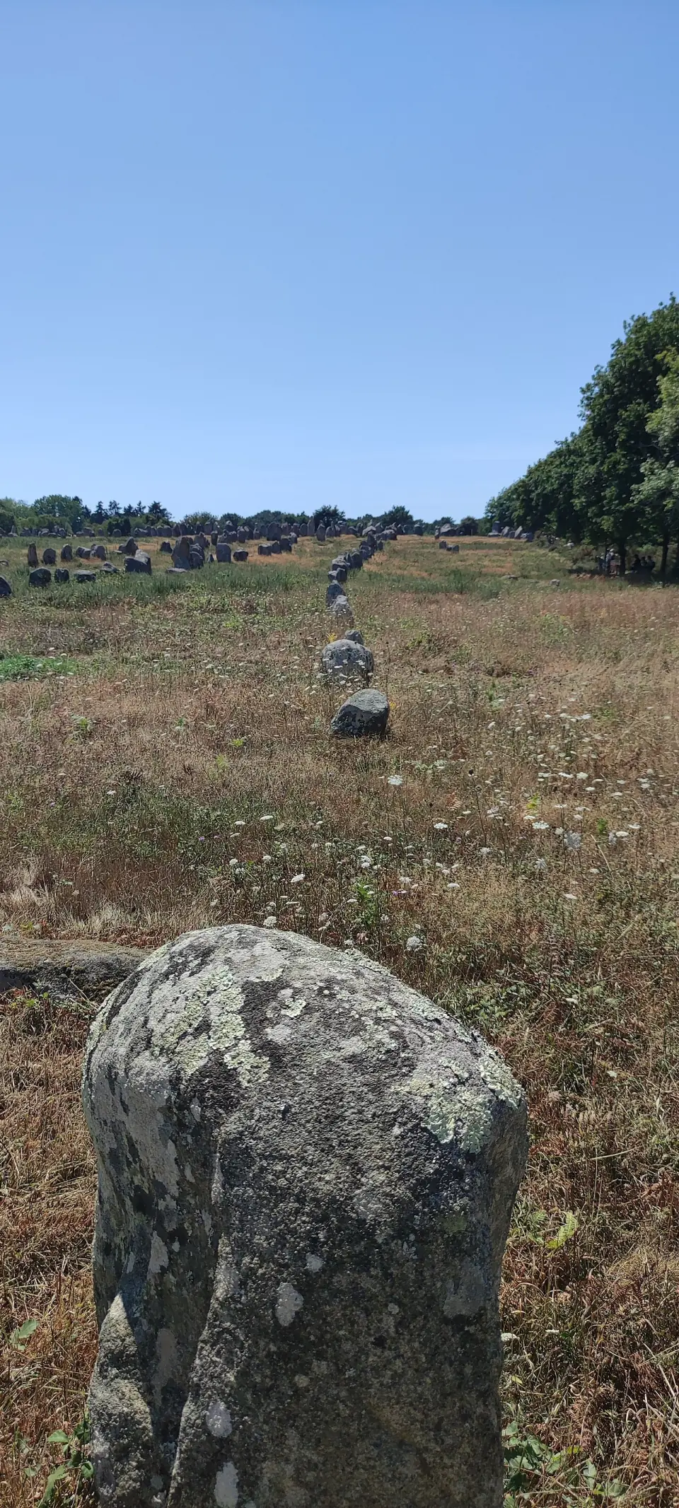 Menhir couvert de lichens au premier plan, avec une file de pierres qui s'éloigne vers l'horizon