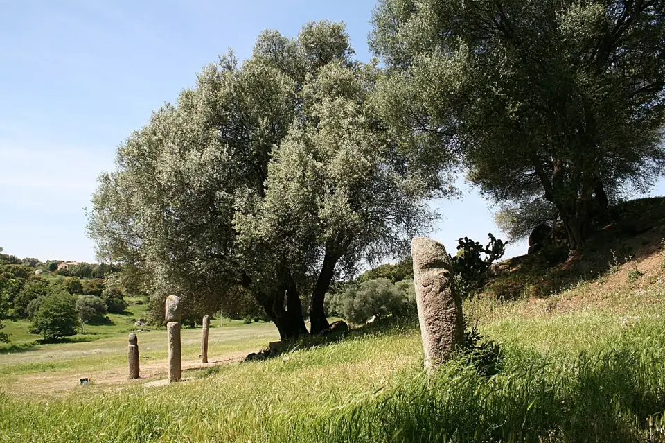 Statue-menhir dressée près d'oliviers dans la prairie du site de Filitosa