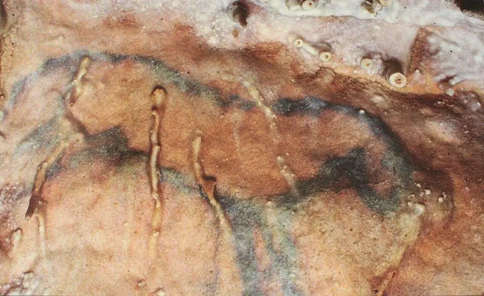 Le petit cheval de Villars, emblème de la grotte, peint à l'oxyde de manganèse sur la paroi
