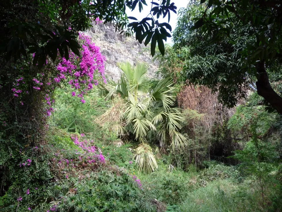 Palmier et bougainvillier au pied de la falaise, près de la grotte des Premiers Français à Saint-Paul