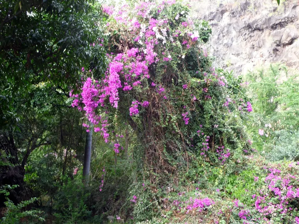 Bougainvillier en fleurs contre la falaise aux abords de la grotte des Premiers Français
