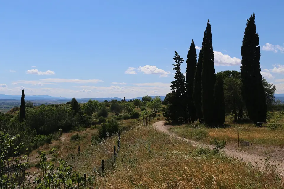 Sentier bordé d'herbes sèches et de cyprès sur la colline de l'oppidum d'Ensérune