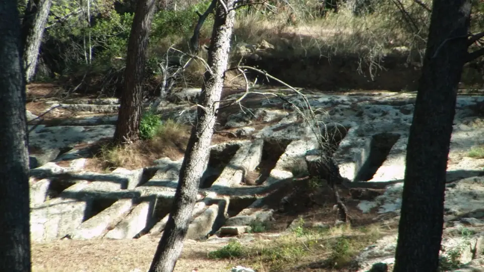 Cavités rectangulaires taillées dans le rocher, parmi les pins du site de Saint-Blaise