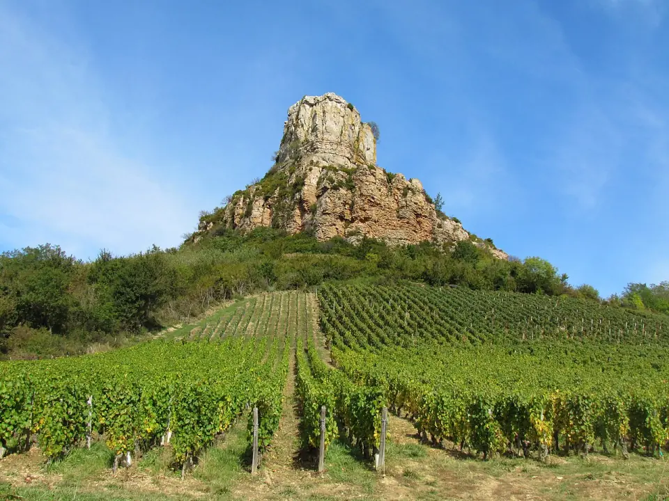 Vignes de Pouilly-Fuissé au pied de la roche de Solutré, en Saône-et-Loire