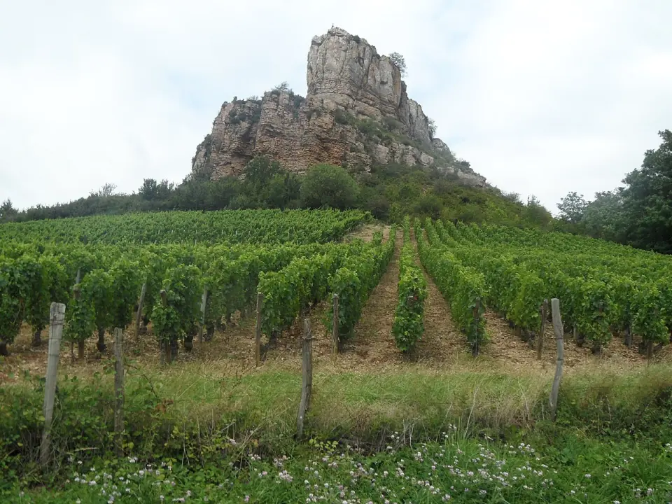 Le vignoble au pied de la roche de Solutré, vu depuis le sud