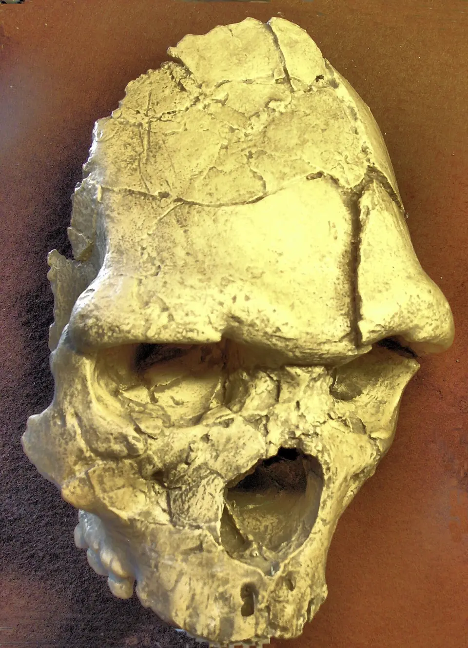 Réplique du crâne Arago XXI, l'Homme de Tautavel, exposée au musée de Tautavel