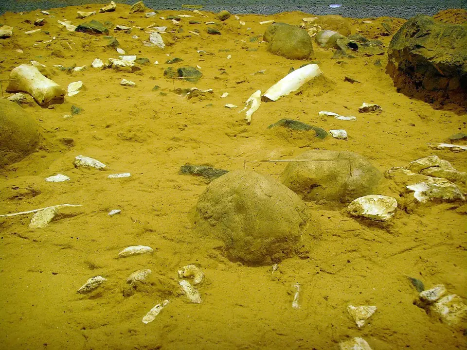 Contexte archéologique des découvertes de la Caune de l'Arago, exposé au musée de Tautavel